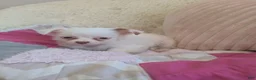 Chihuahua dogs for sale: Snowball  - Ad 6