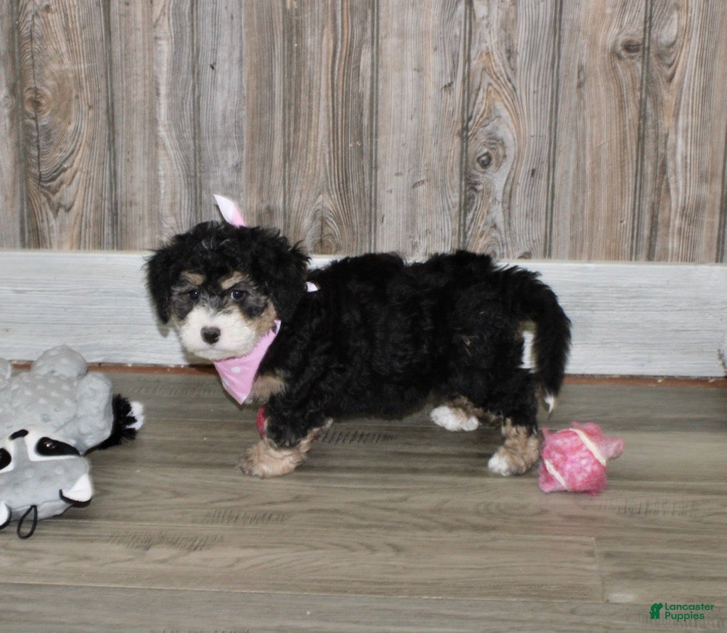 Mini Bernedoodle dogs Lambie  - Ad 1