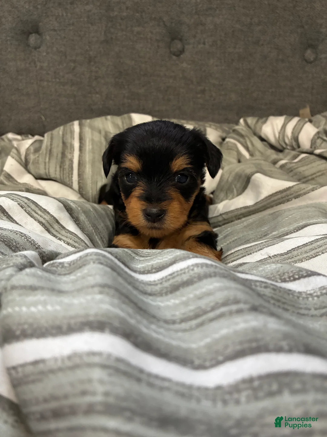 Yorkshire Terrier dogs for sale: Yorkshire Terrier Puppy 1 - Ad 1