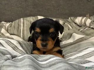 Yorkshire Terrier dogs for sale: Yorkshire Terrier Puppy 1 - Ad 1