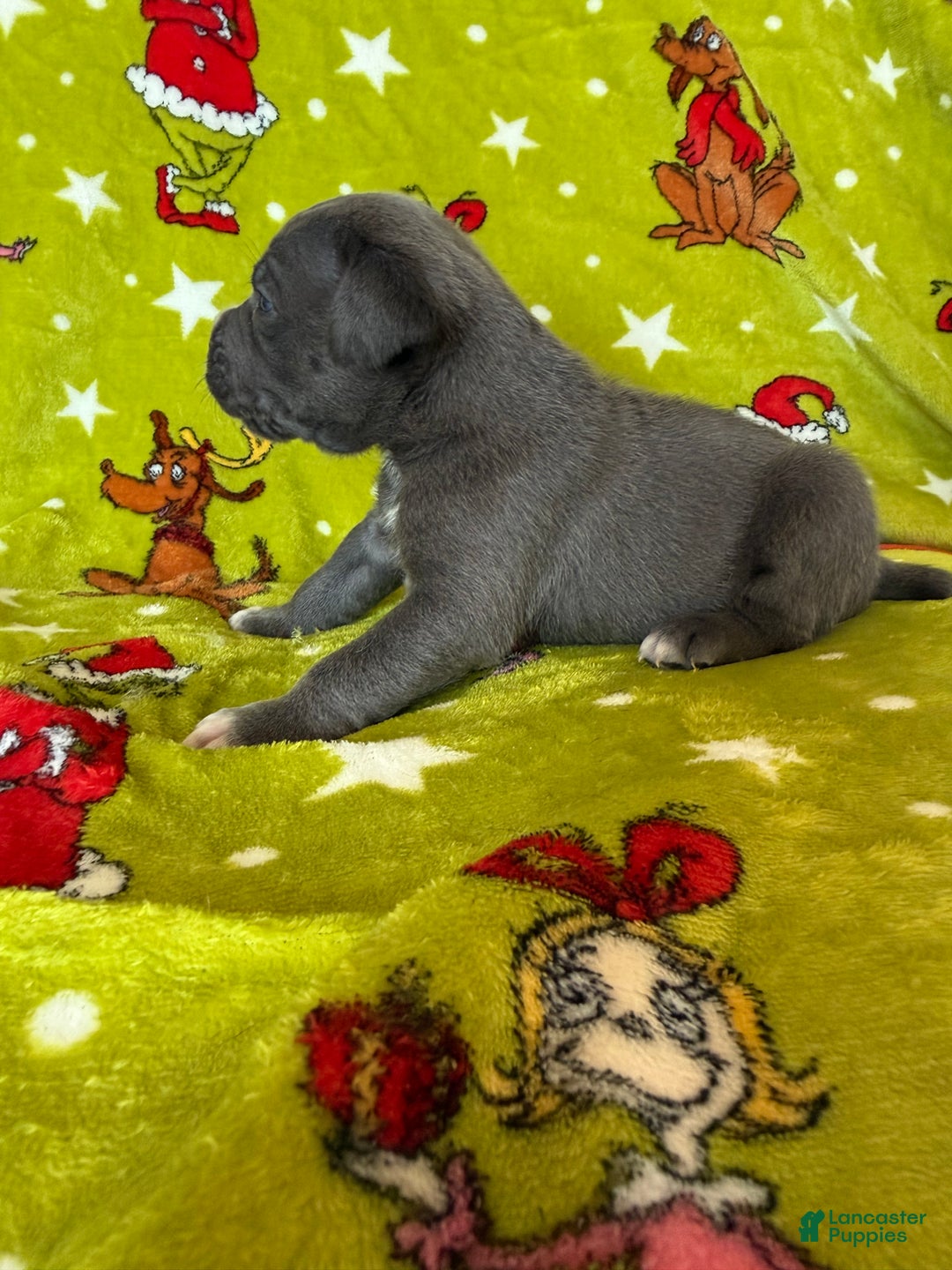 Cane Corso dogs for sale: Cane Corso Puppy 2 - Ad 1
