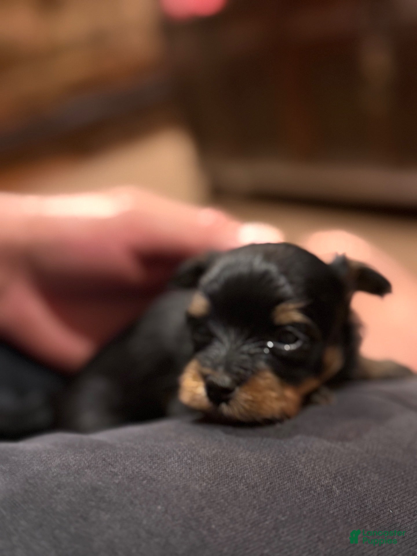Yorkshire Terrier dogs Yorkshire Terrier 1 - Ad 28