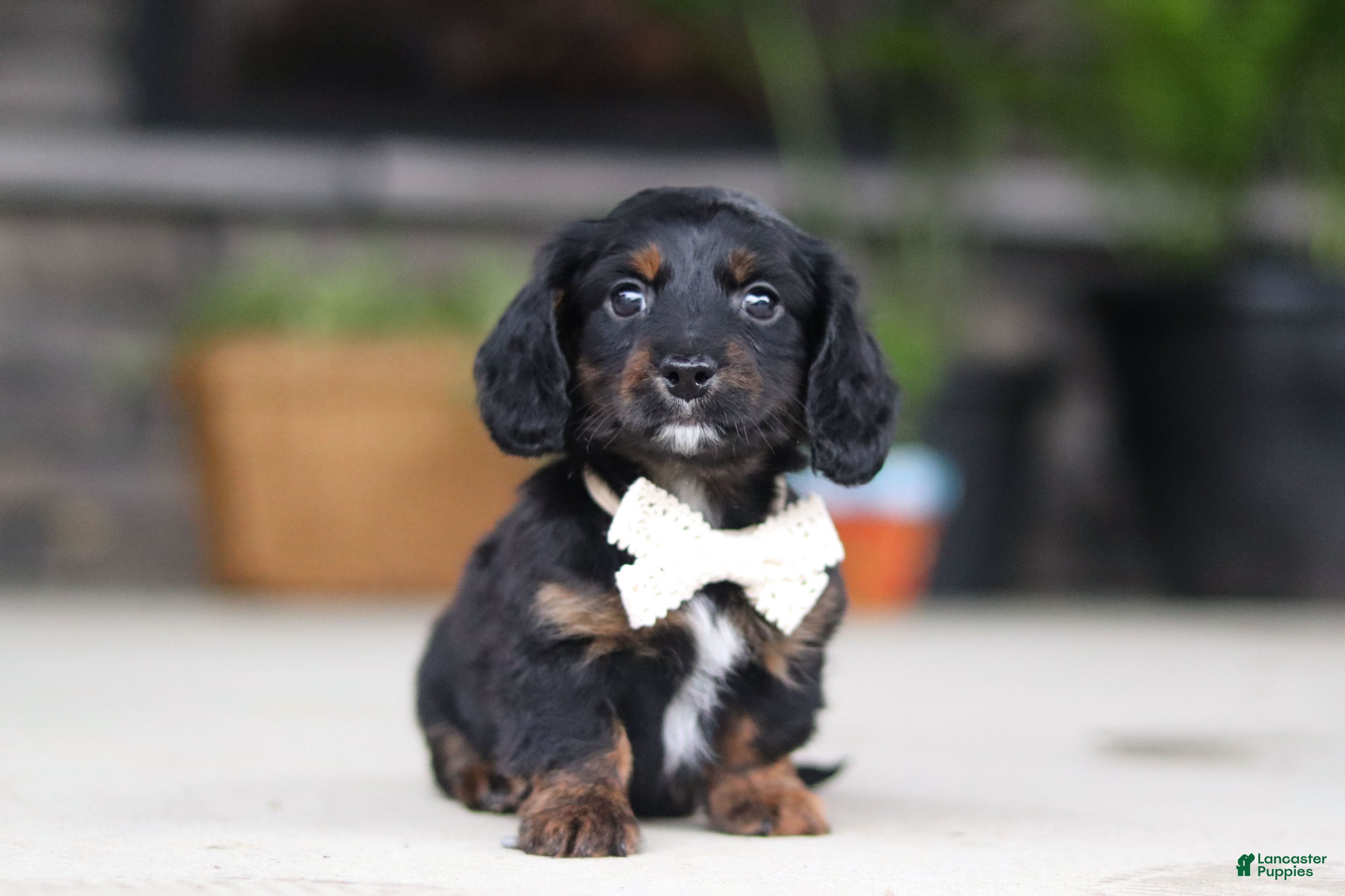 Miniature Dachshund dogs Jordan - Ad 2