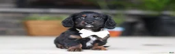 Miniature Dachshund dogs for sale: Jordan - Ad 2