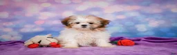 Shih Tzu dogs for sale: Bella - Ad 3