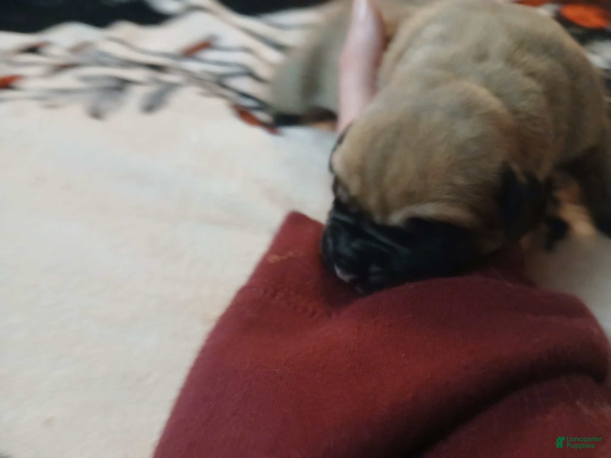 Presa Canario dogs Presa Canario Puppy 5 - Ad 9