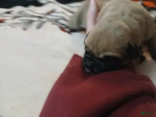 Presa Canario dogs Presa Canario Puppy 5 - Ad 9