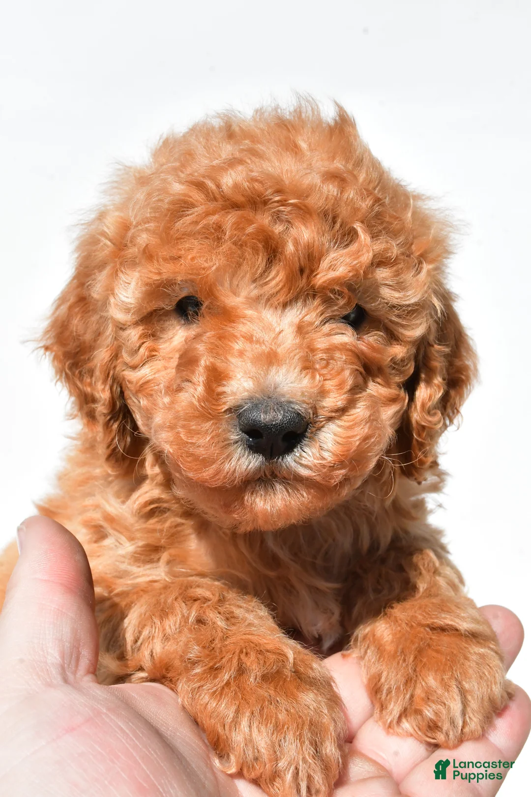 Mini Goldendoodle dogs for sale: Buster  - Ad 2