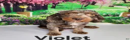 Miniature Poodle dogs for sale: Crew - Ad 2