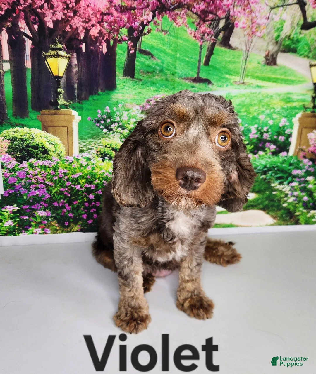 Miniature Poodle dogs for sale: Crew - Ad 2