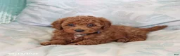 Maltipoo dogs for sale: Sawyer - Ad 4