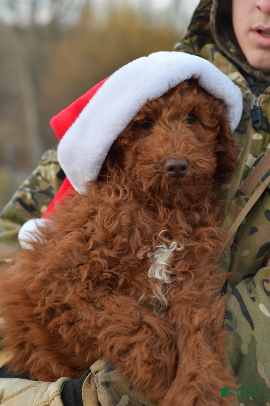 Standard Poodle dogs for sale: Clifford  - Ad 21