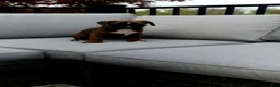 Boxer dogs for sale: Izzy - Ad 2