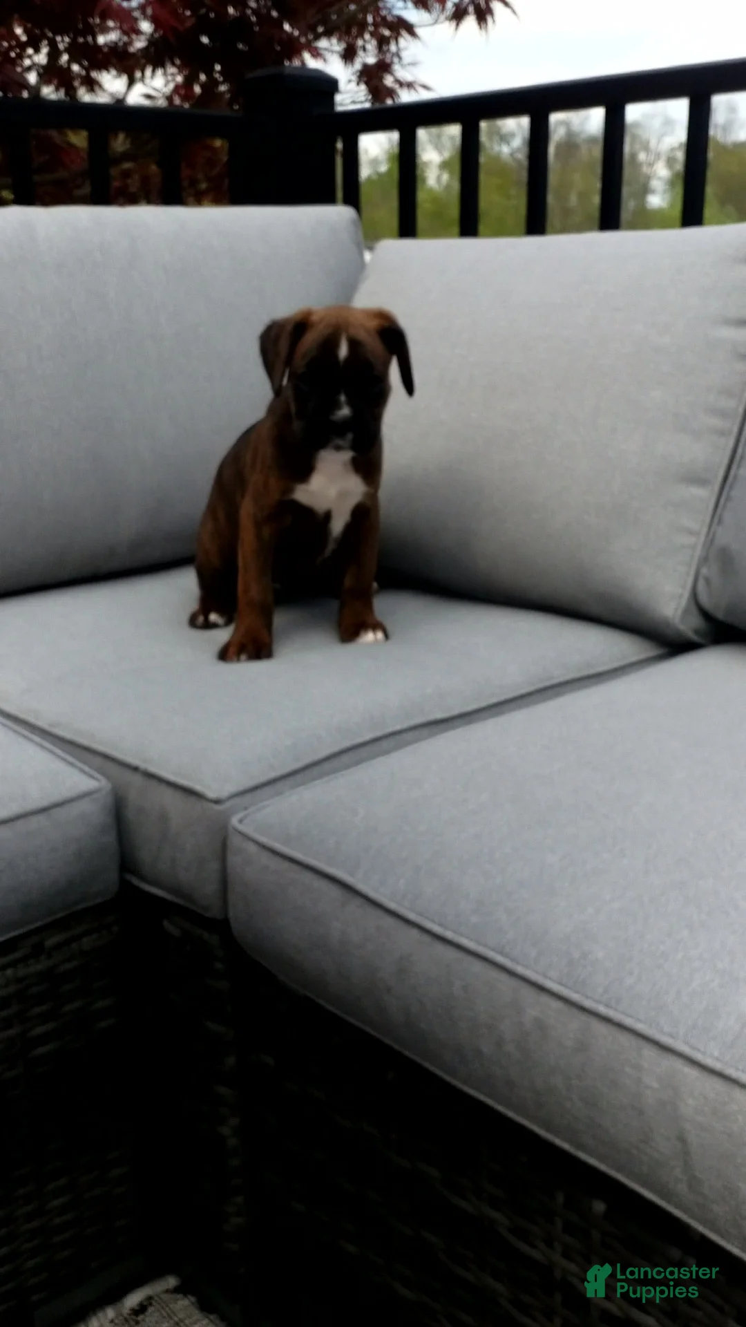 Boxer dogs for sale: Izzy - Ad 2