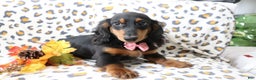 Dachshund dogs for sale: Sammy  - Ad 1
