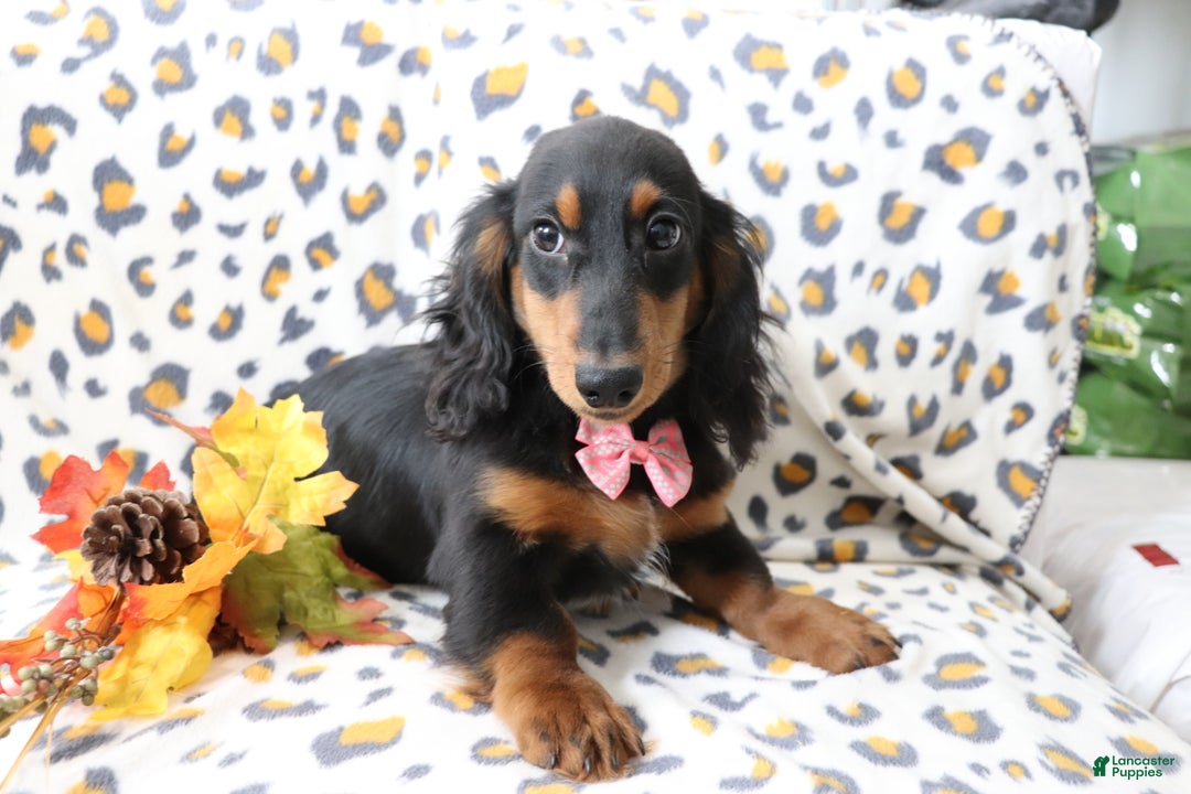 Dachshund dogs for sale: Sammy  - Ad 1