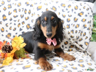 Dachshund dogs Sammy - Ad 40