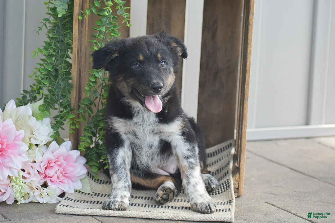 Mixed Breed dogs for sale: Brook - Ad 1