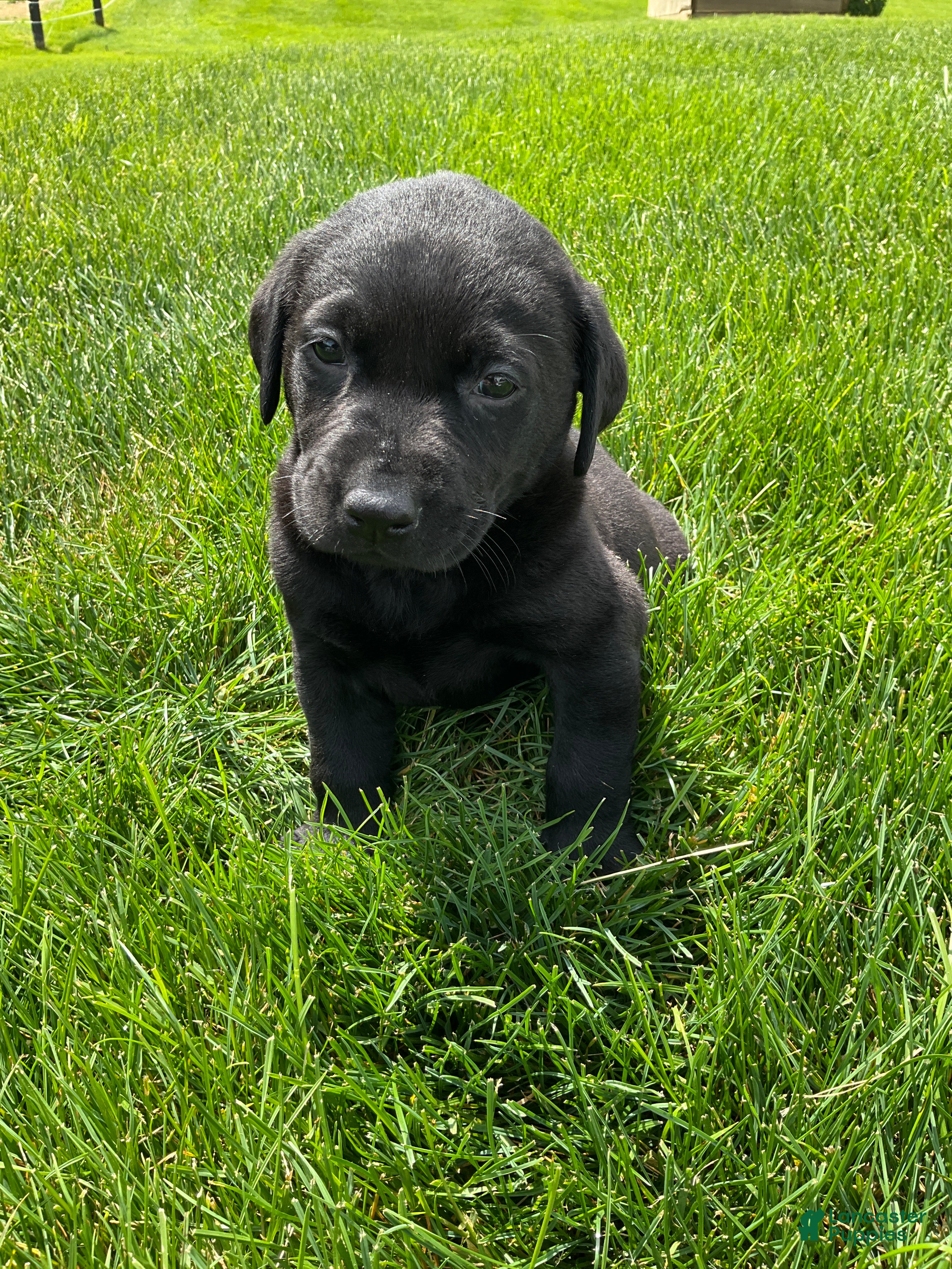 Labrador Retriever dogs for sale: Max - Ad 3