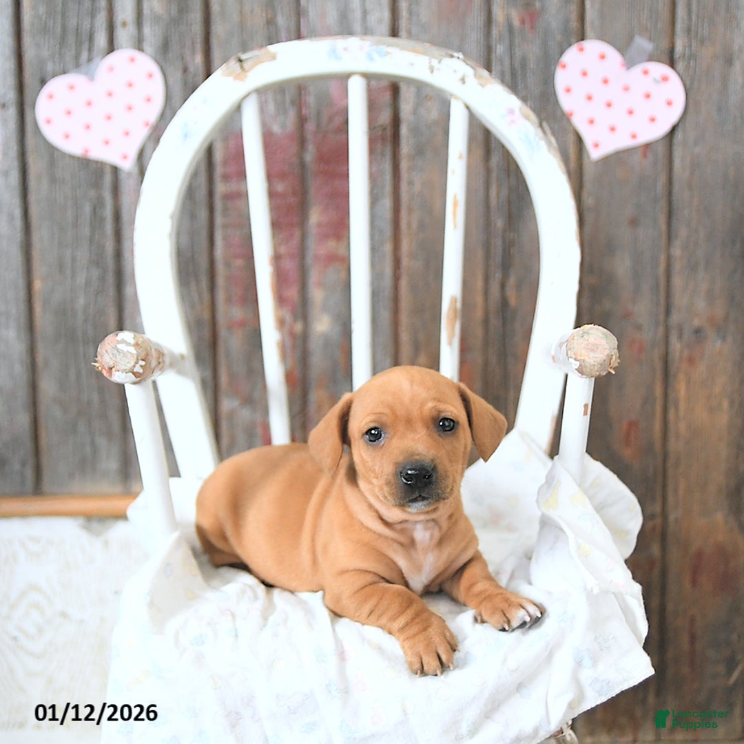 Miniature Dachshund dogs for sale: Brody - Ad 1