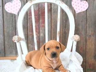 Miniature Dachshund dogs Brody - Ad 22