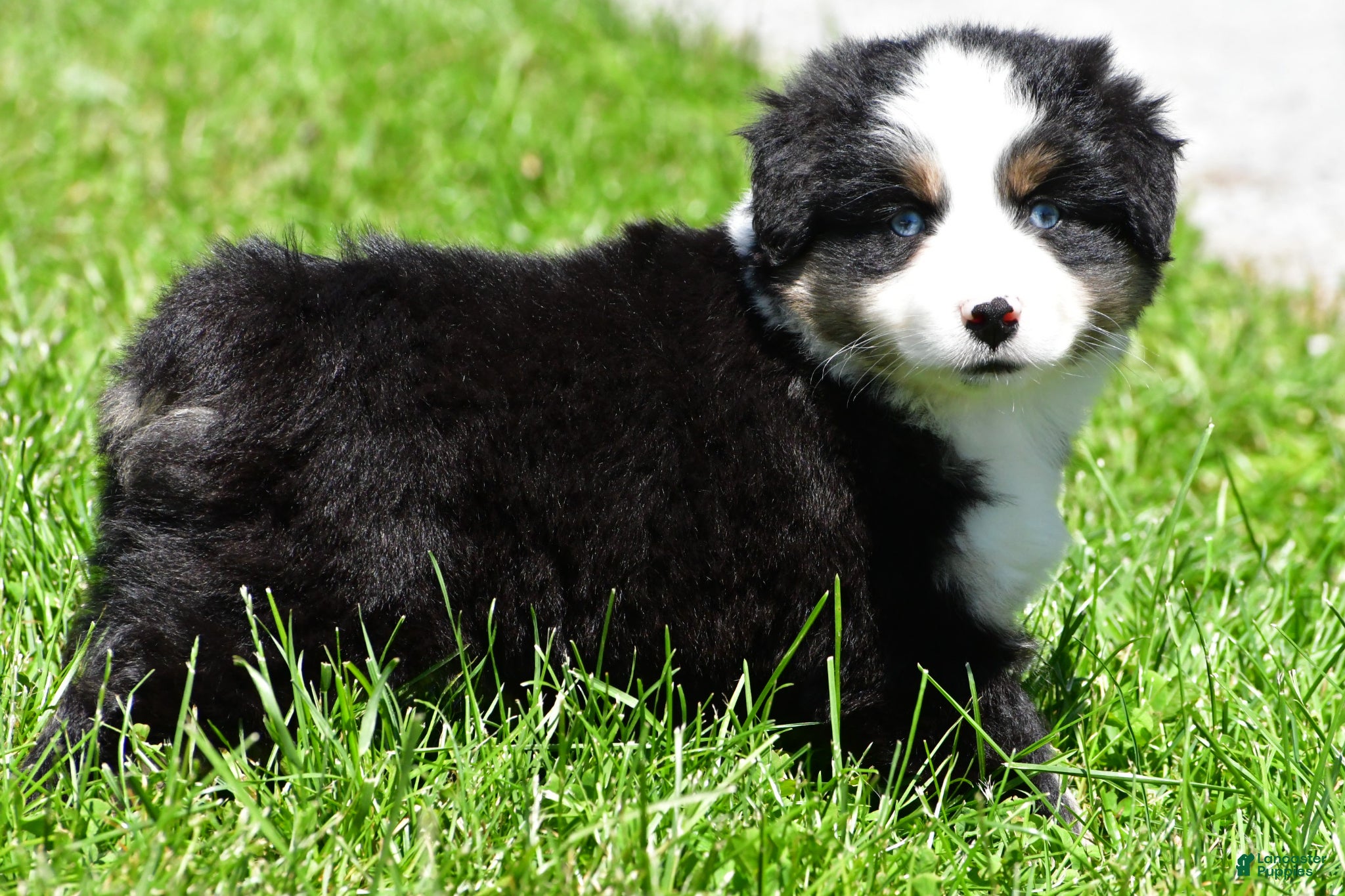 Miniature Australian Shepherd dogs for sale: Connie - Ad 11