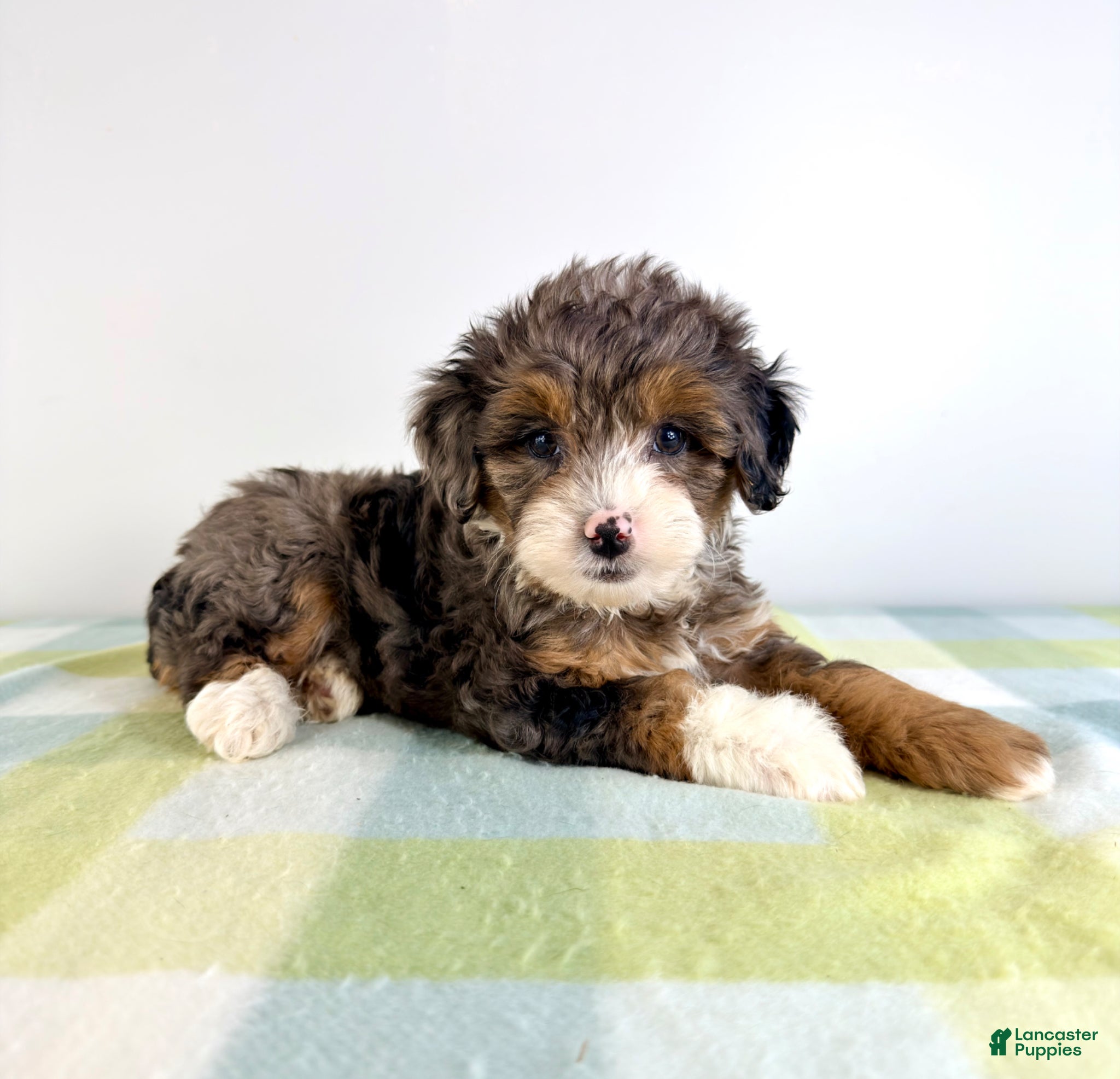 Bernedoodle dogs Rex - Ad 36
