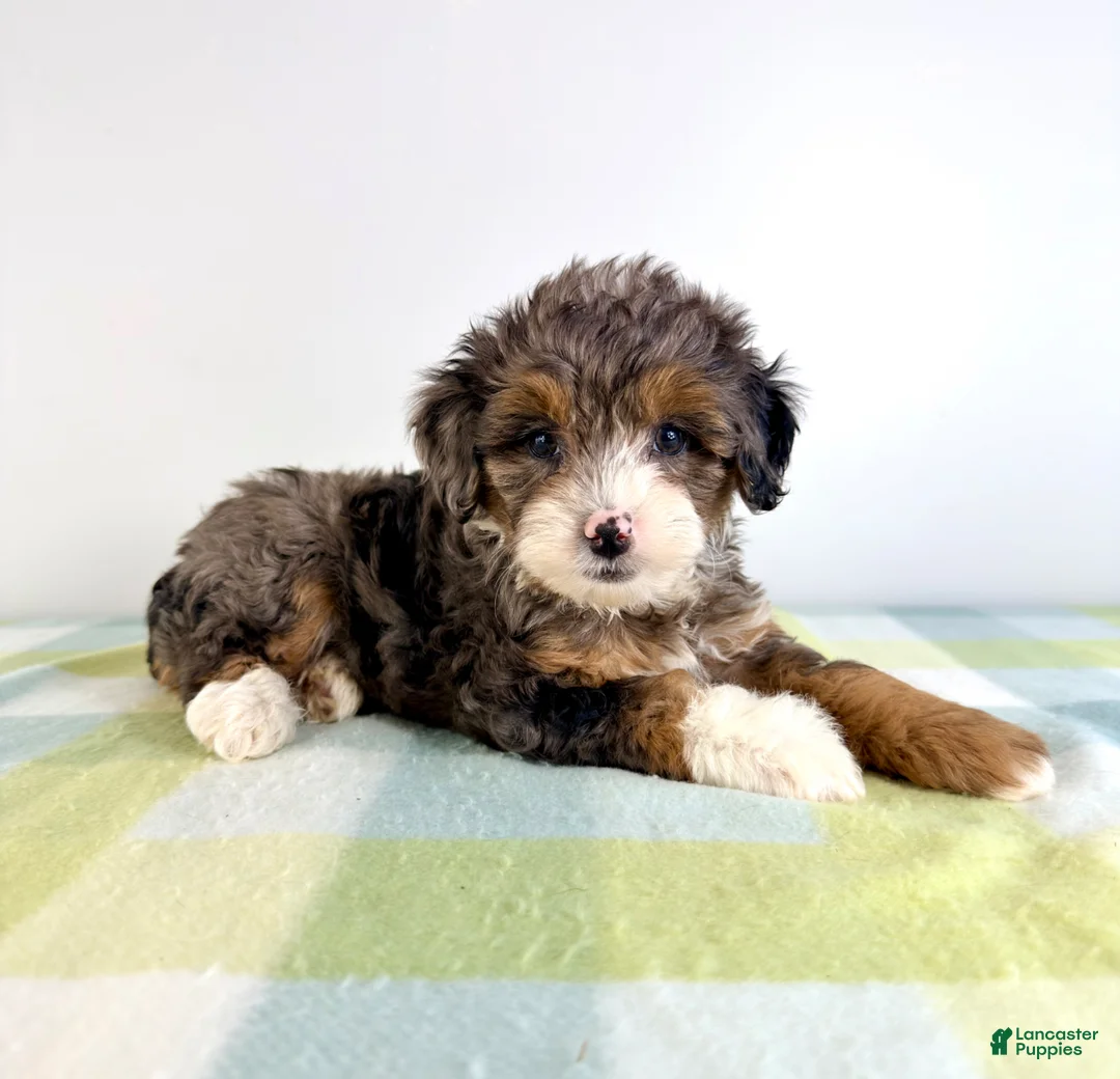 Bernedoodle dogs for sale: Rex - Ad 1