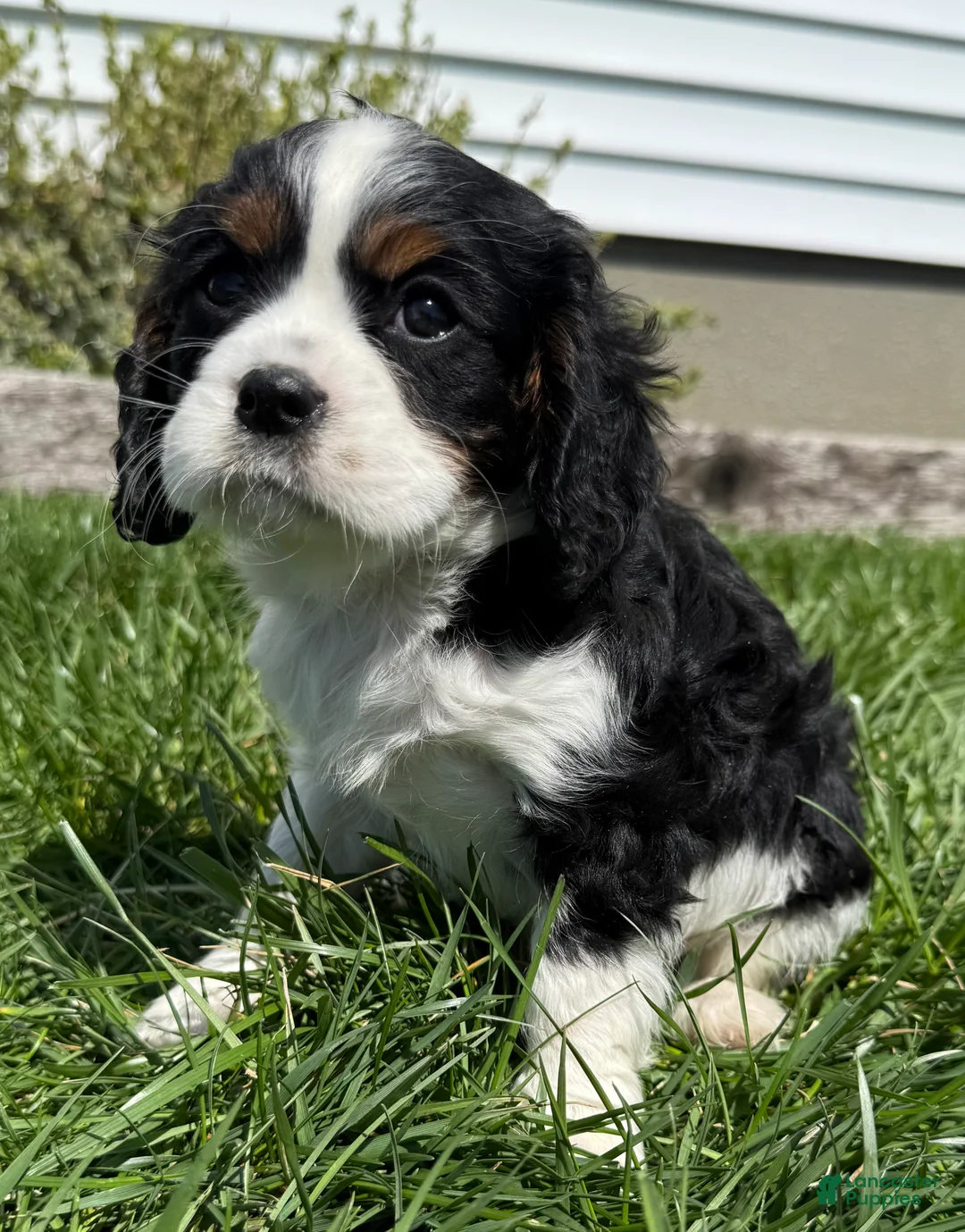 Cavalier King Charles Spaniel dogs for sale: Dusty - Ad 2