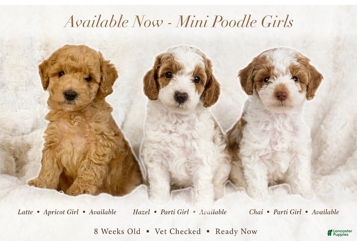 Miniature Poodle dogs Latte  - Ad 2