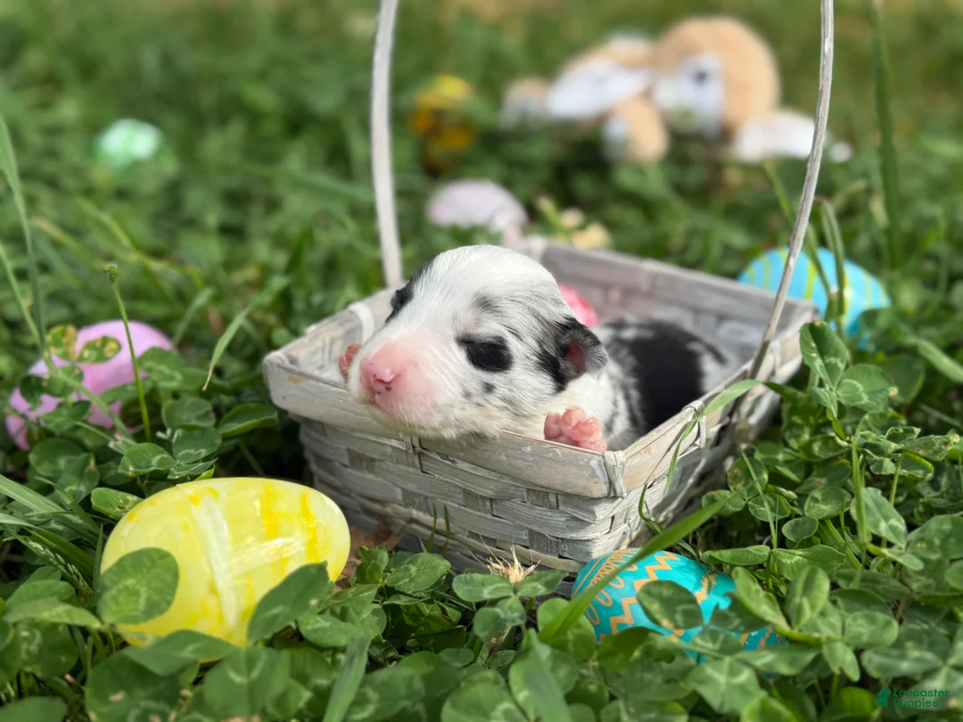 Border Collie dogs for sale: Blue Merle male - Ad 2