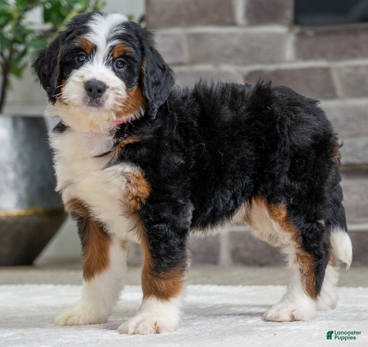 Bernese Mountain Dog dogs Sasha - Ad 13
