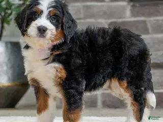 Bernese Mountain Dog dogs Sasha - Ad 28