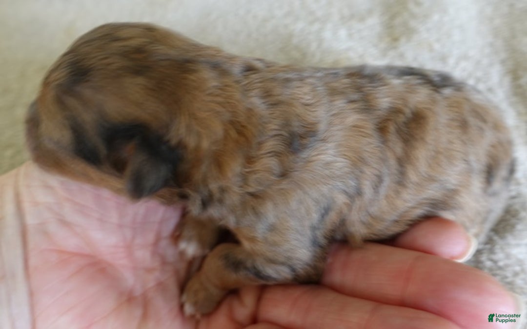 Maltipoo dogs for sale: Miracle chocolate merle - Ad 5