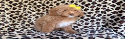 Cockapoo dogs for sale: Maya - Ad 6