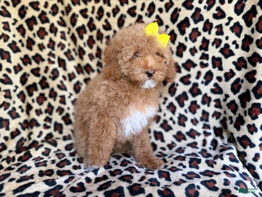 Cockapoo dogs for sale: Maya - Ad 6