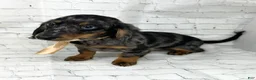 Miniature Dachshund dogs for sale: Luke - Ad 4