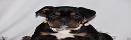 Mixed Breed dogs for sale: Buddy - Ad 3