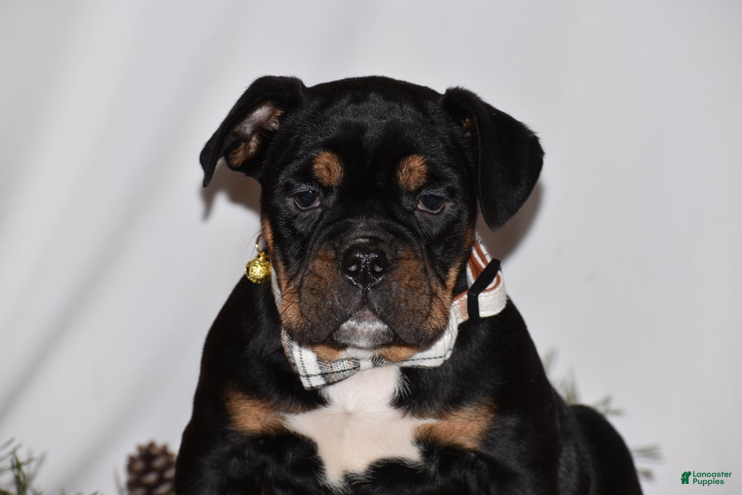 Mixed Breed dogs for sale: Buddy - Ad 3