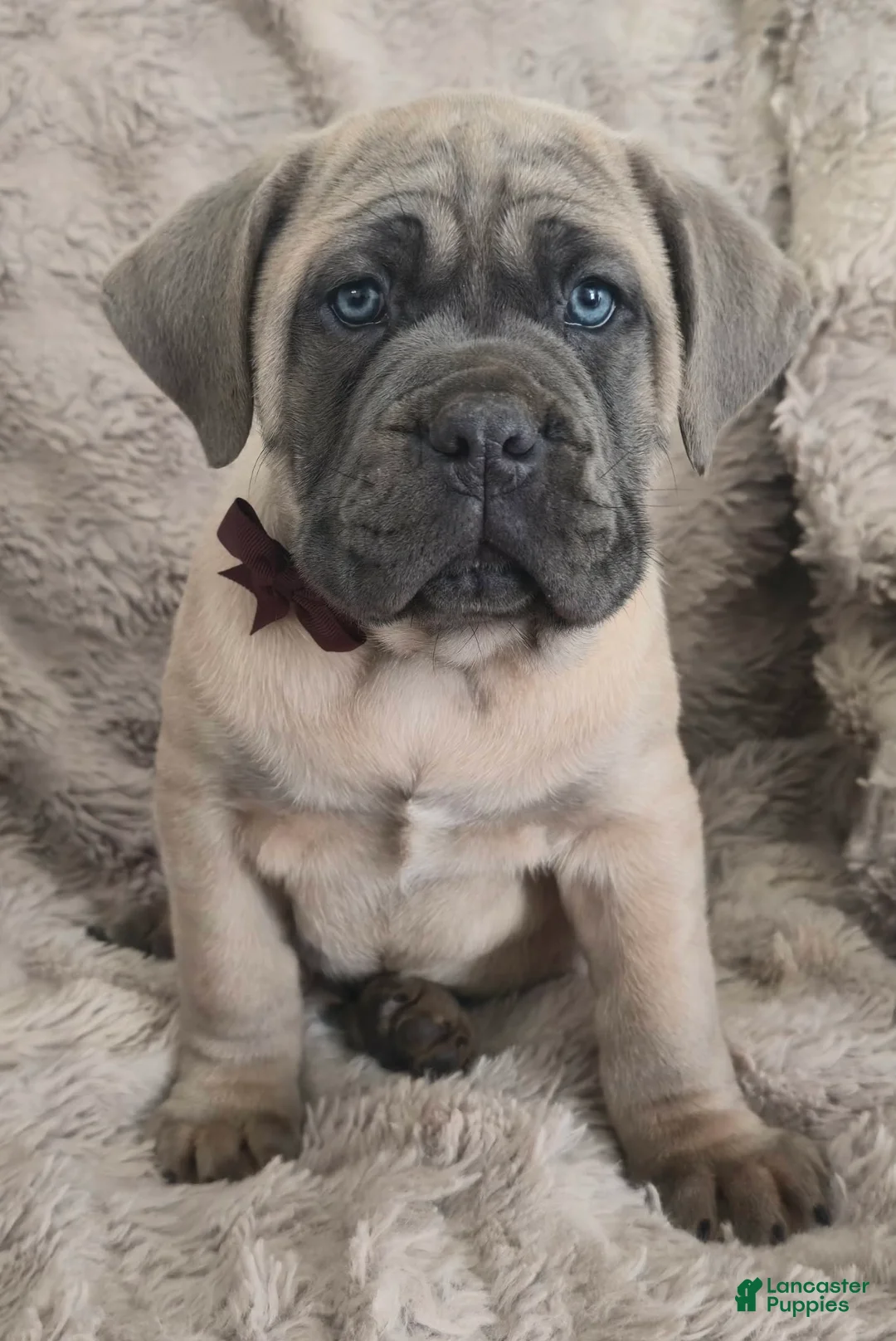 Cane Corso dogs for sale: Caesar - Ad 4