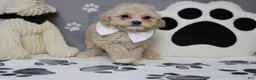Havapoo dogs for sale: charlie  - Ad 7