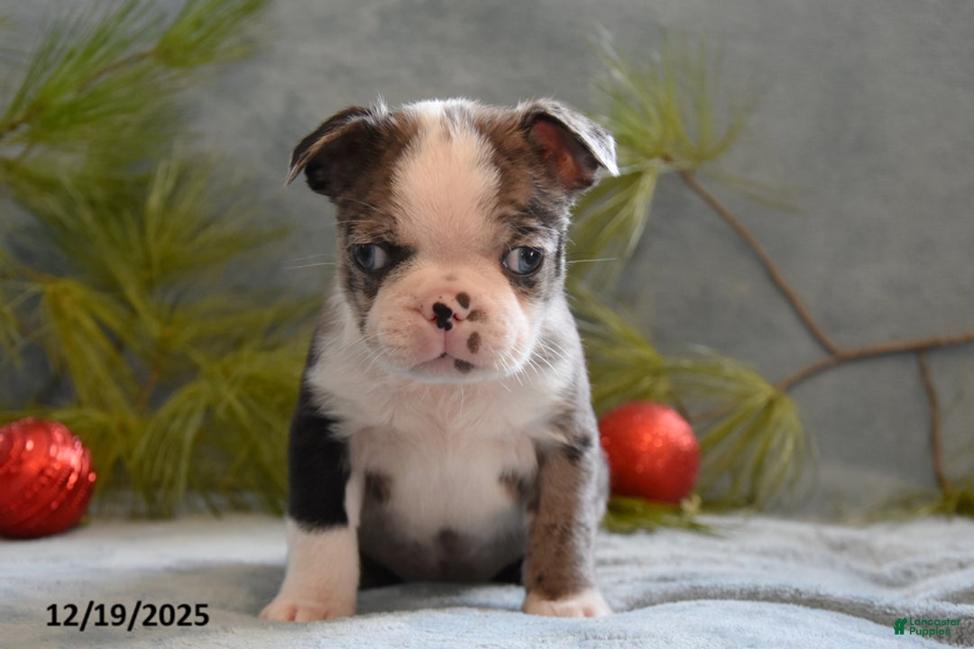 Boston Terrier dogs for sale: Turner - Ad 3