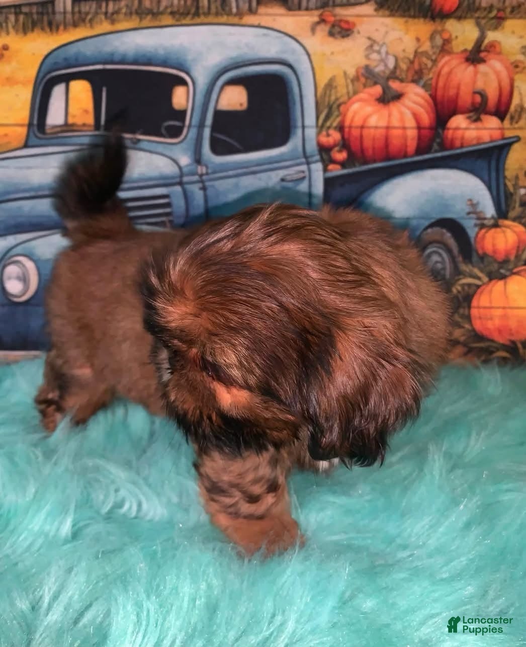 Shih Tzu dogs Kaylee - Ad 2