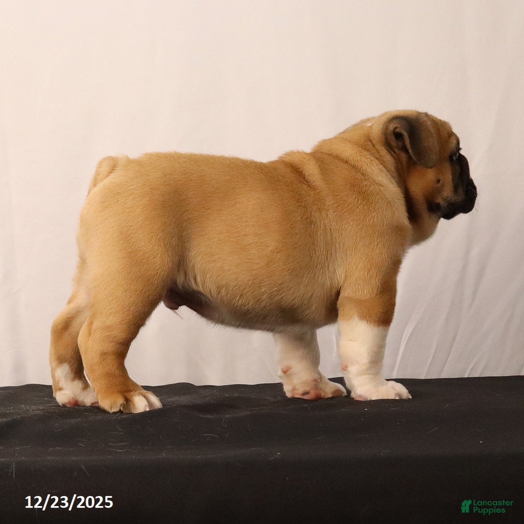 English Bulldog dogs for sale: Sebastian - Ad 5