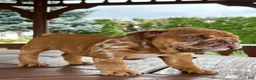 English Bulldog dogs for sale: English Bulldog 3 - Ad 10