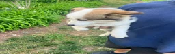 Mixed Breed dogs for sale: Mixed Breed 3 - Ad 3