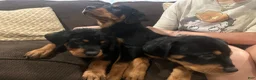 Rottweiler dogs for sale: Rottweiler 4 - Ad 1