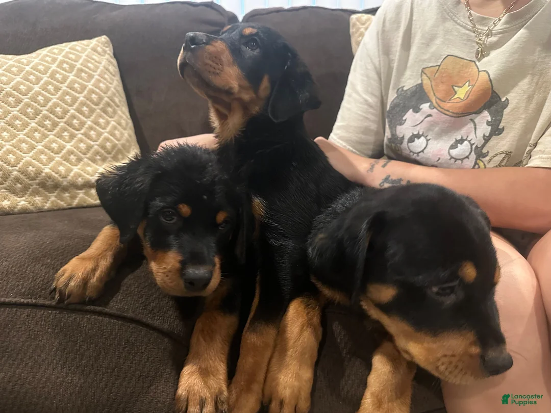 Rottweiler dogs for sale: Rottweiler 4 - Ad 1