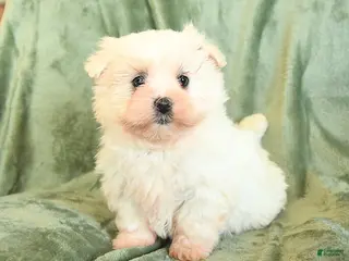 Maltipoo dogs Curly - Ad 34