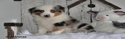 Miniature Australian Shepherd dogs for sale: Dixon - Ad 2